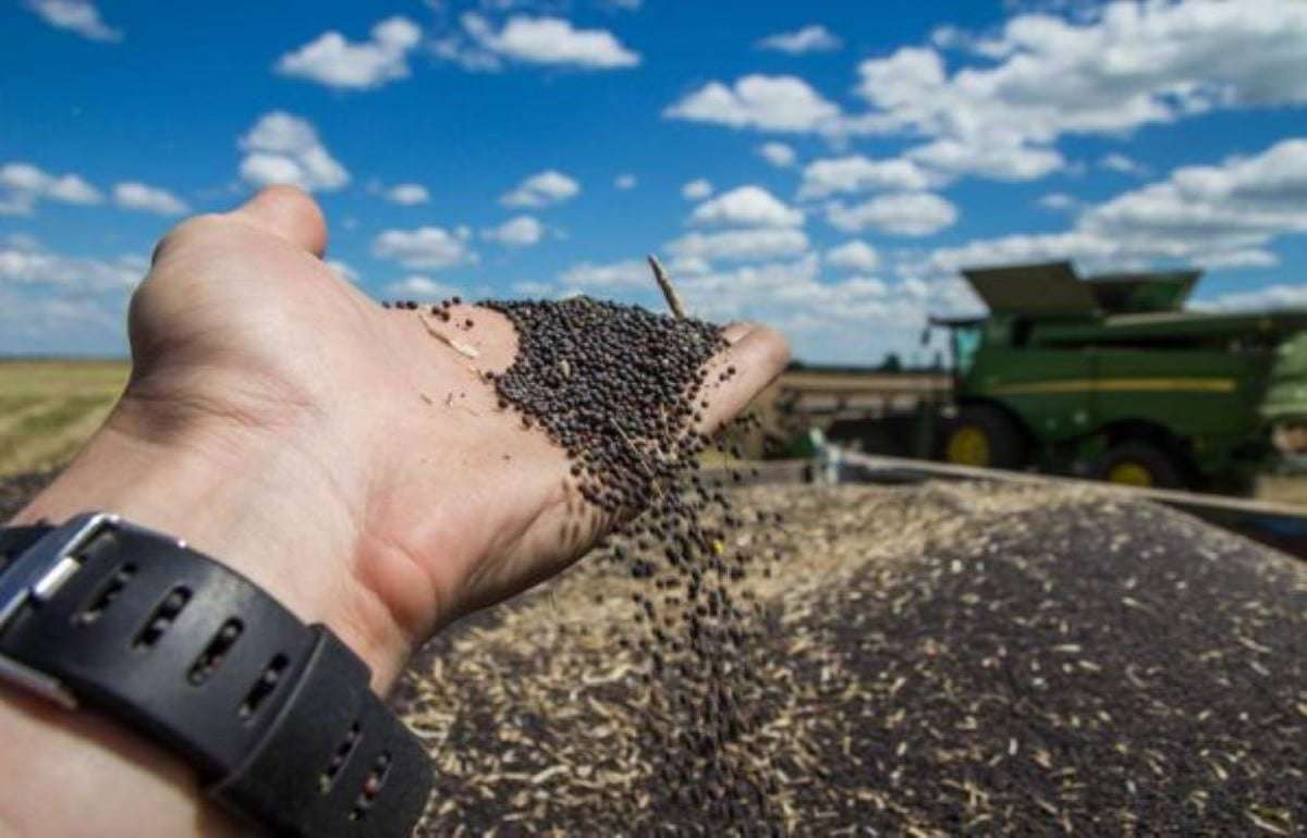 Новая технология сушки семян рапса с помощью пищевой добавки - agroexpert.md