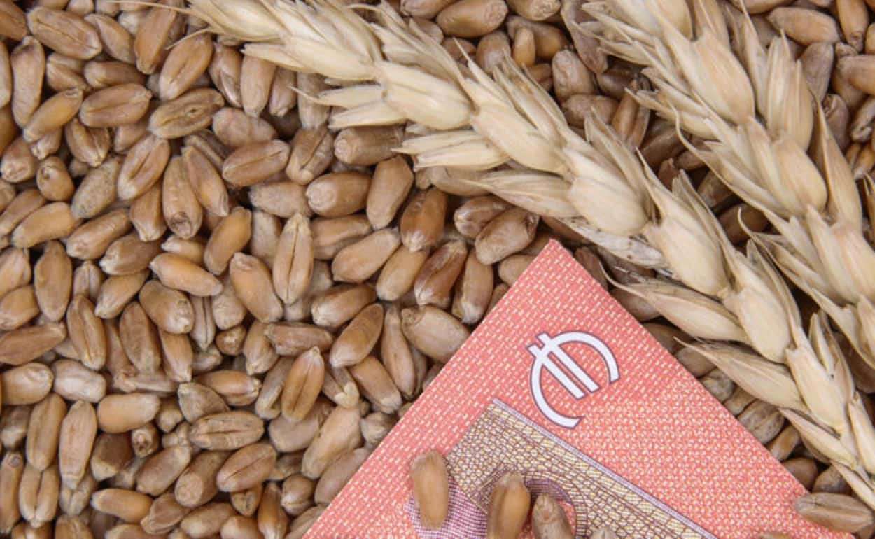 Обзор тенденций и цен на европейском рынке пшеницы в среду - agroexpert.md