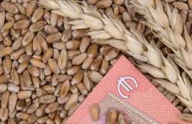 Обзор тенденций и цен на европейском рынке пшеницы в среду - agroexpert.md