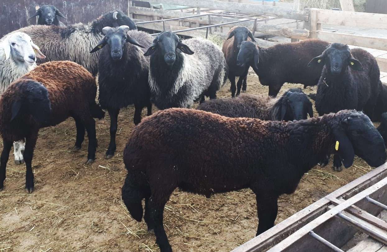 berbeci caracul - agroexpert.md