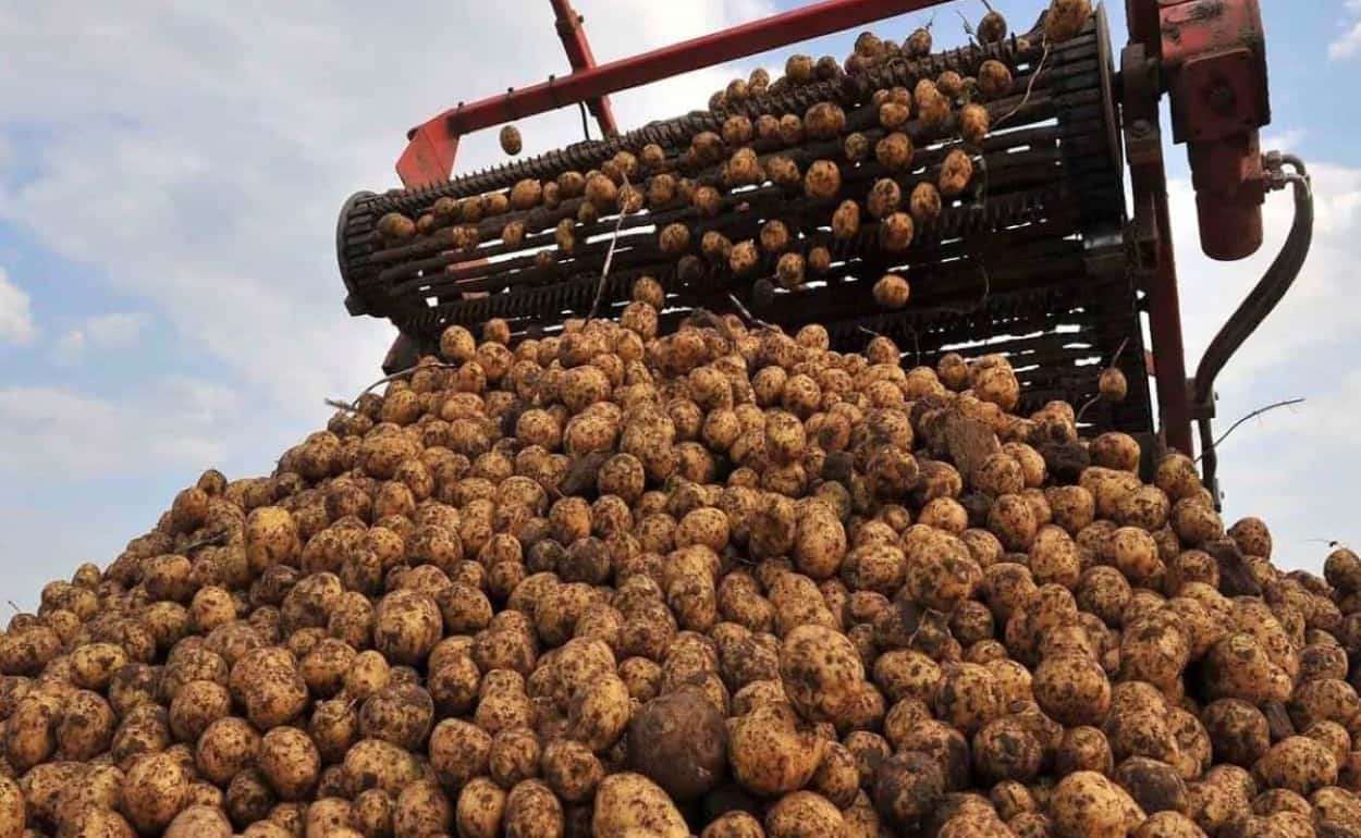 Как рекордный урожай подвёл фермеров Молдовы – цены на минимуме - agroexpert.md
