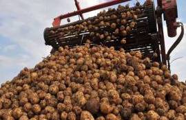 Как рекордный урожай картофеля подвёл фермеров Молдовы – цены на минимуме - agroexpert.md