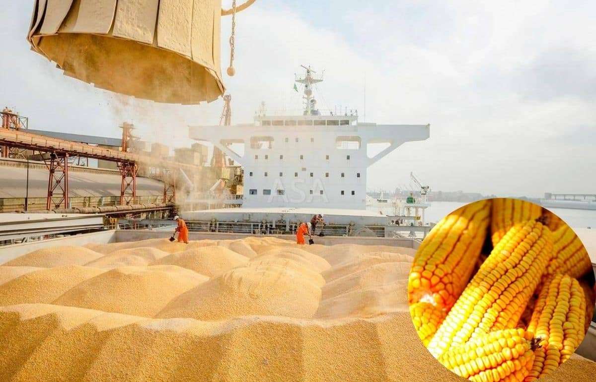 Менее чем за месяц кукуруза в портах Украины выросла в цене на 4-5% - agroexpert.md
