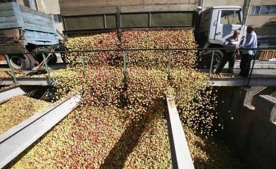 Почему в Молдове падают цены на промышленное яблоко? - agroexpert.md