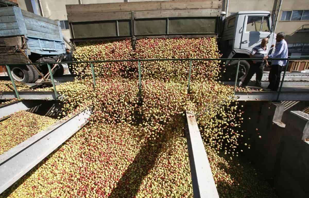 Почему в Молдове падают цены на промышленное яблоко? - agroexpert.md