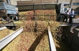 Почему в Молдове падают цены на промышленное яблоко? - agroexpert.md