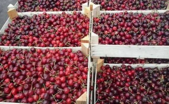Молдова вошла в топ-4 экспортеров вишни в мире - agroexpert.md