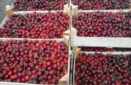 Молдова вошла в топ-4 экспортеров вишни в мире - agroexpert.md
