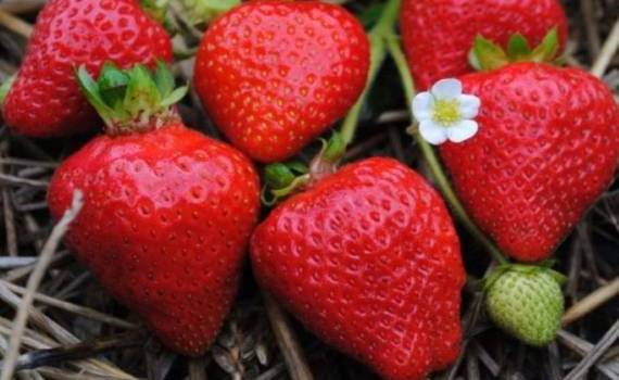 Поздняя клубника — шанс для молдавских фермеров? Опыт 2025 года - agroexpert.md
