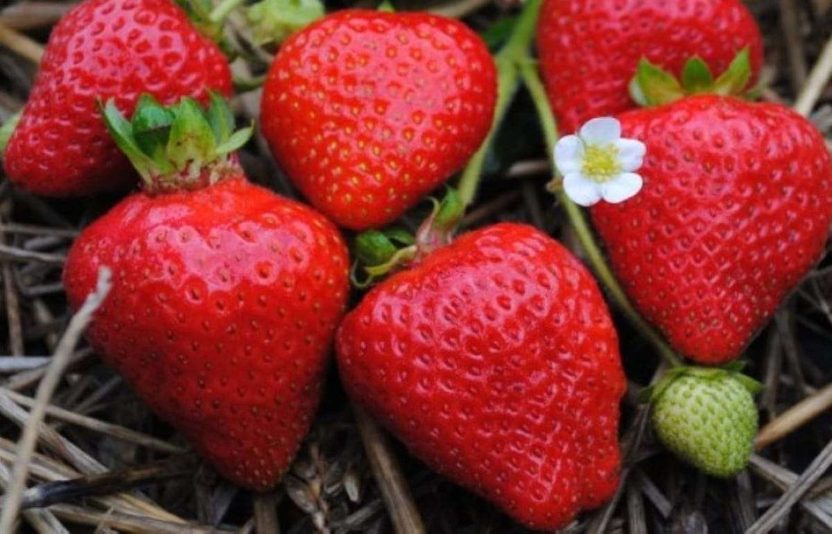 Поздняя клубника — шанс для молдавских фермеров? Опыт 2025 года - agroexpert.md
