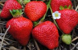 Поздняя клубника — шанс для молдавских фермеров? Опыт 2025 года - agroexpert.md