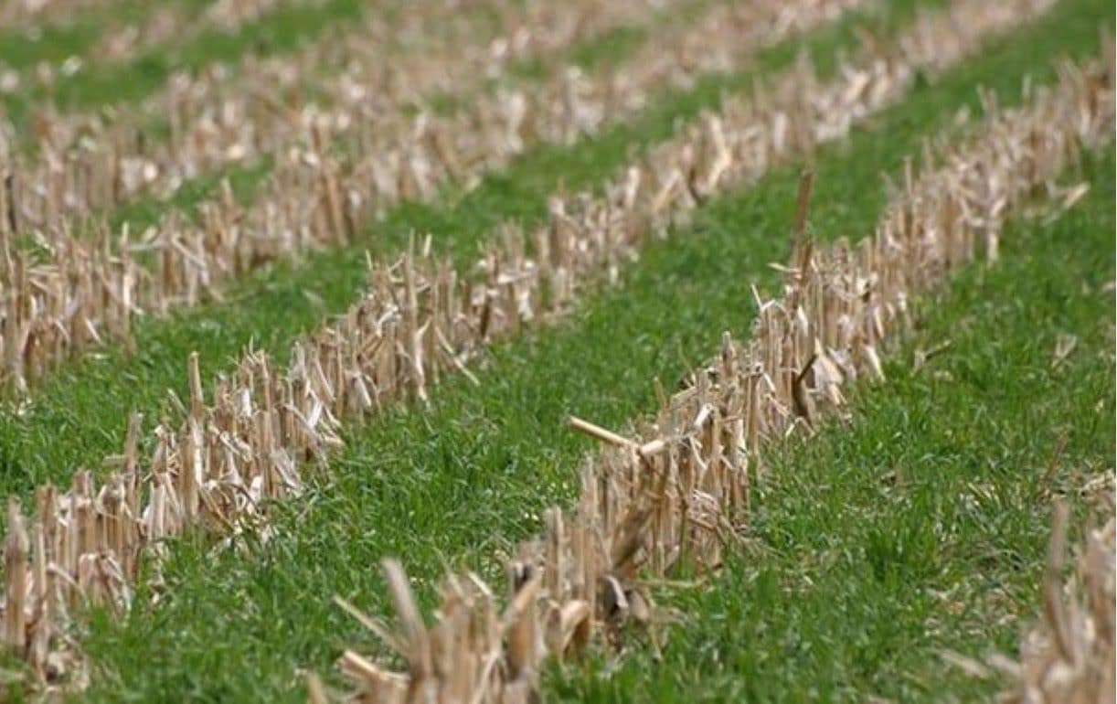 Семь распространённых ошибок при посеве сидератов — и как их избежать - agroexpert.md