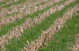 Семь распространённых ошибок при посеве сидератов — и как их избежать - agroexpert.md