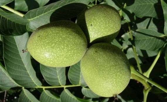 Секрет крупного грецкого ореха — питание азотом в предыдущем году - agroexpert.md
