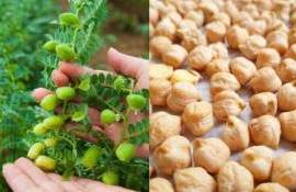 В 2025/26 МГ ожидается рост мирового урожая нута - agroexpert.md
