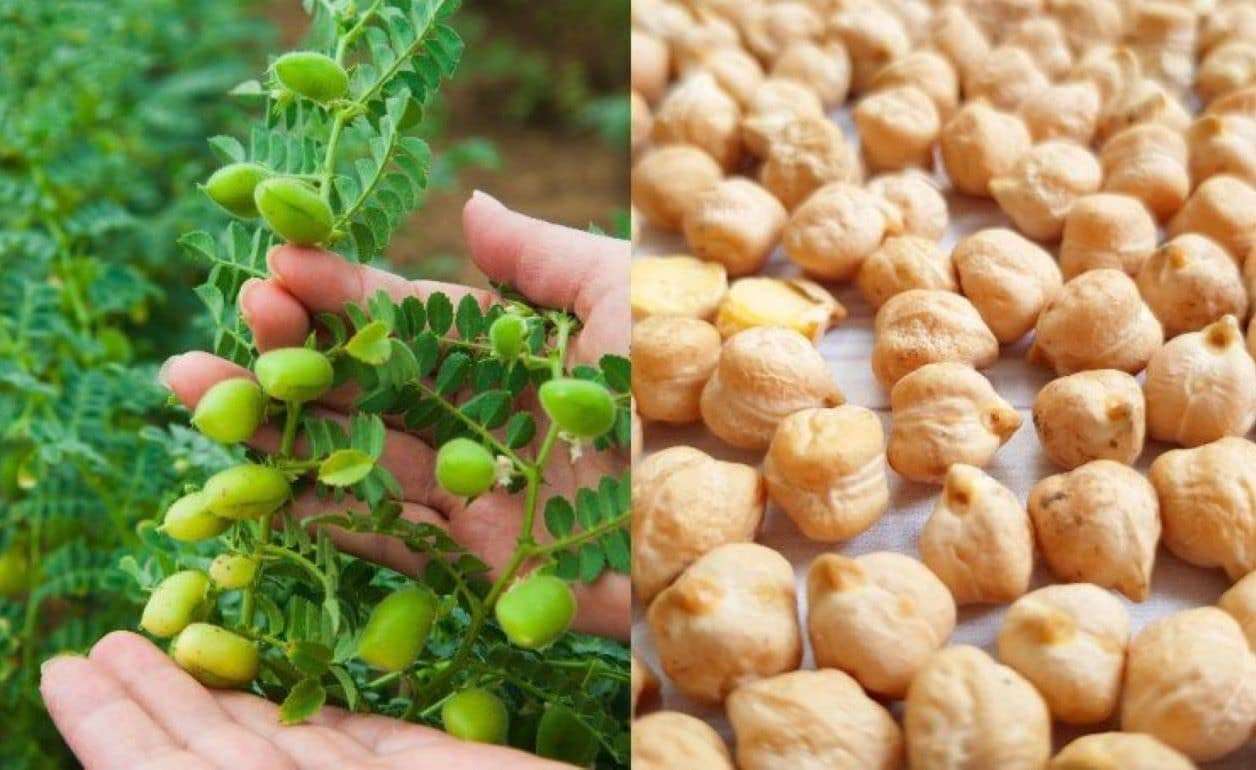 В 2025/26 МГ ожидается рост мирового урожая нута - agroexpert.md