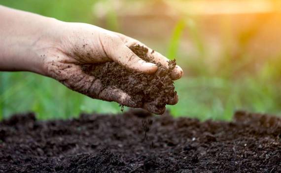 cele mai fertile soluri în R. Moldova: comparație regională - agroexpert.md