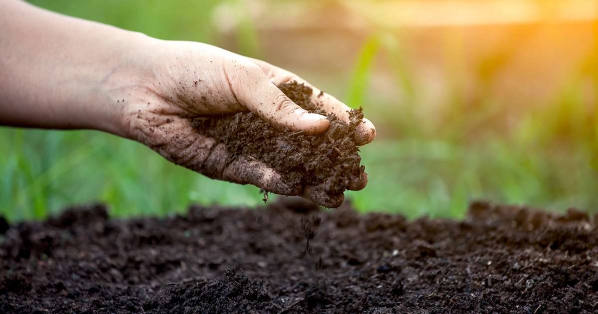 cele mai fertile soluri în R. Moldova: comparație regională - agroexpert.md
