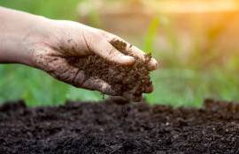cele mai fertile soluri în R. Moldova: comparație regională - agroexpert.md