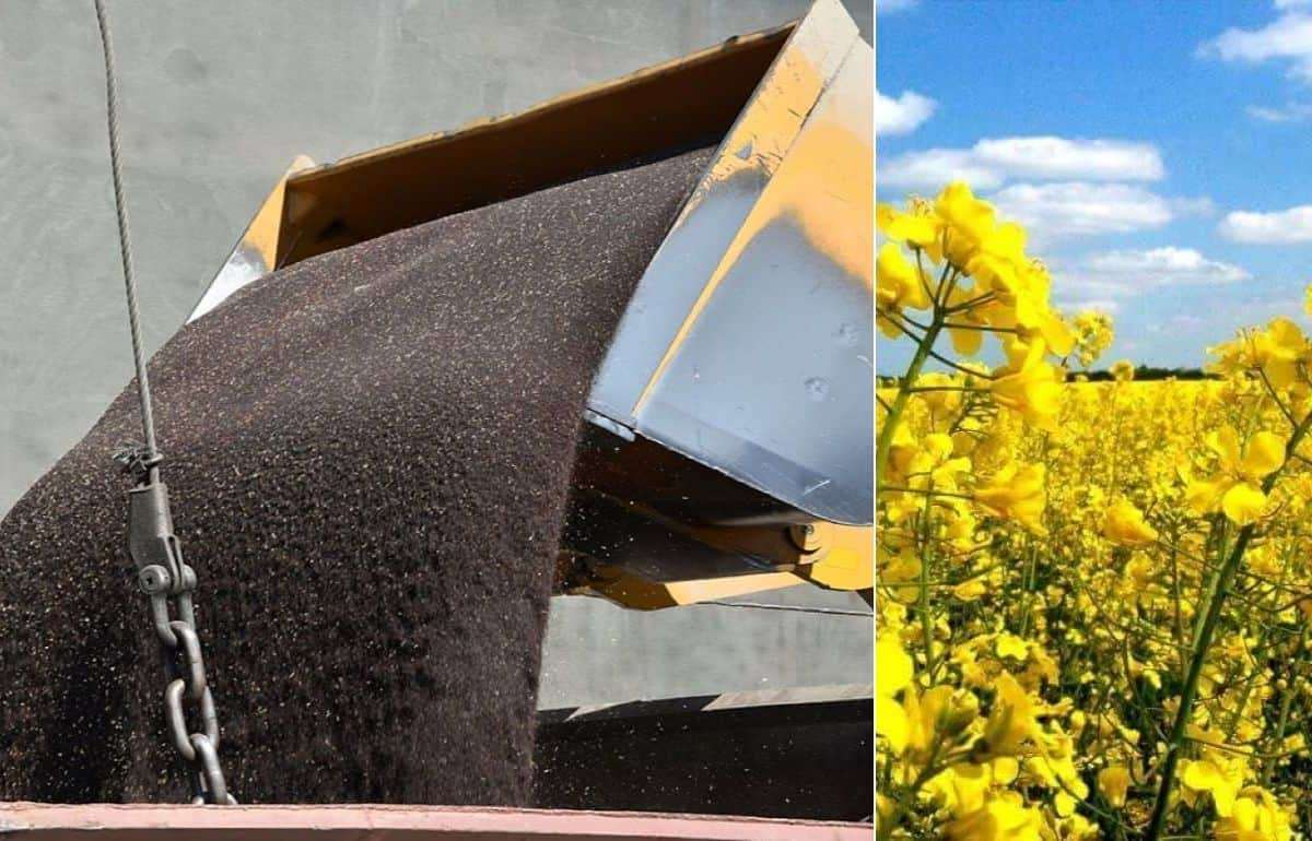 Ценовые качели: украинский рапс и мировые рынки канолы - agroexpert.md