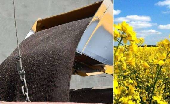 Ценовые качели: украинский рапс и мировые рынки канолы - agroexpert.md