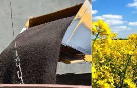 Ценовые качели: украинский рапс и мировые рынки канолы - agroexpert.md