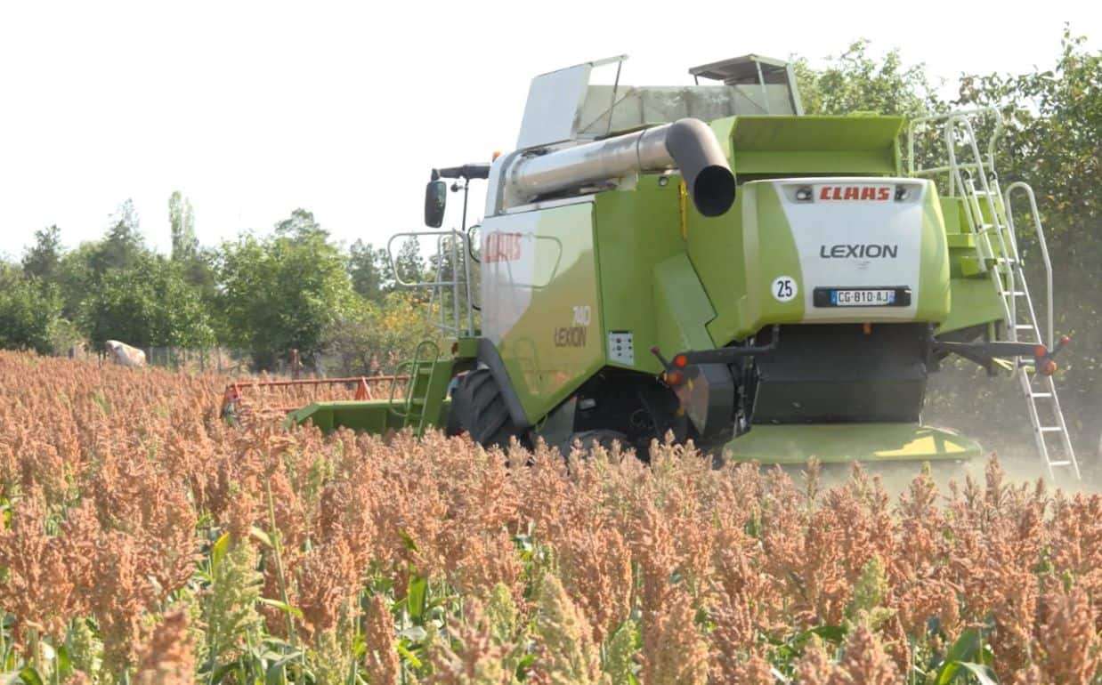 Сорго приходит в Молдову: ответ для фермеров на изменение климата - agroexpert.md