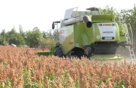 Сорго приходит в Молдову: ответ для фермеров на изменение климата - agroexpert.md