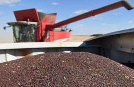 Procesatorii din Bălți și traderii și-au încheiat achizițiile de rapiță - agroexpert.md