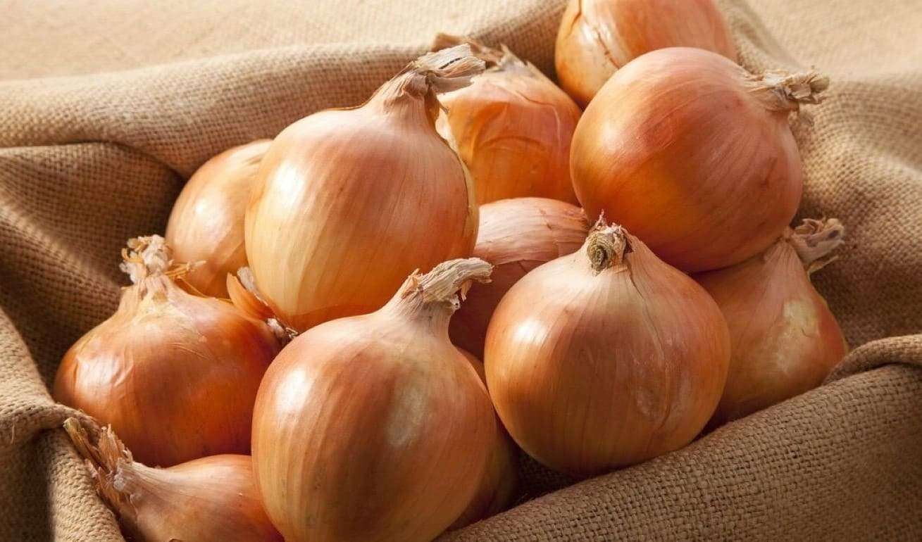 Цены на лук летят вниз: Молдавские фермеры бьют тревогу - agroexpert.md