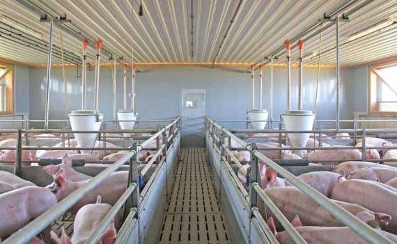 В Европе за неделю зафиксировали более 30 случаев АЧС - agroexpert.md