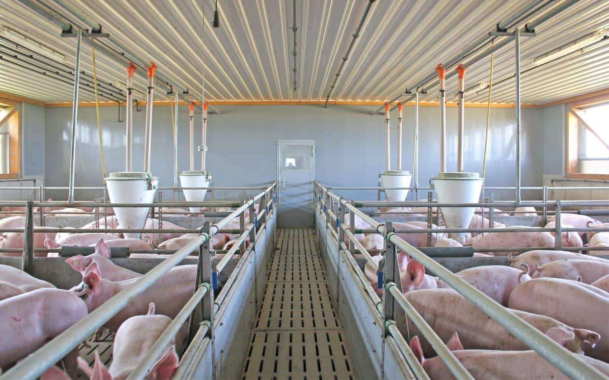 В Европе за неделю зафиксировали более 30 случаев АЧС - agroexpert.md
