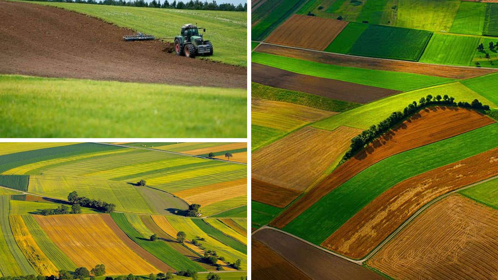 Structura culturilor de câmp în Republica Moldova: predominanța tehnicelor în fața cerealelor - agroexpert.md