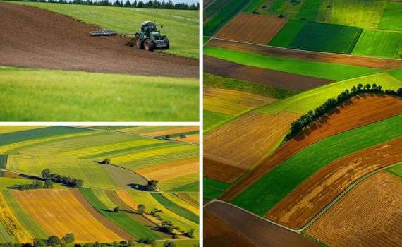 Structura culturilor de câmp în Republica Moldova: predominanța tehnicelor în fața cerealelor - agroexpert.md