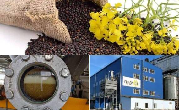 Первый блин не комом: успешный старт рапсового комплекса Trans-Oil - agroexpert.md
