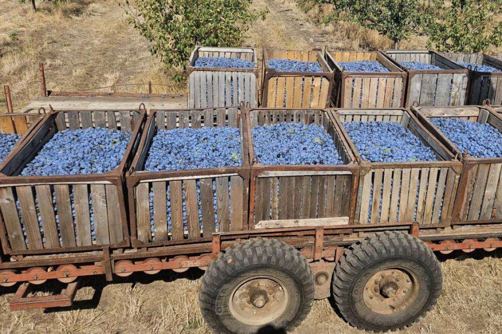 recolta de prune 2025