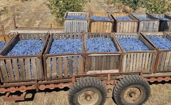 recolta de prune 2025