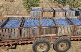 recolta de prune 2025