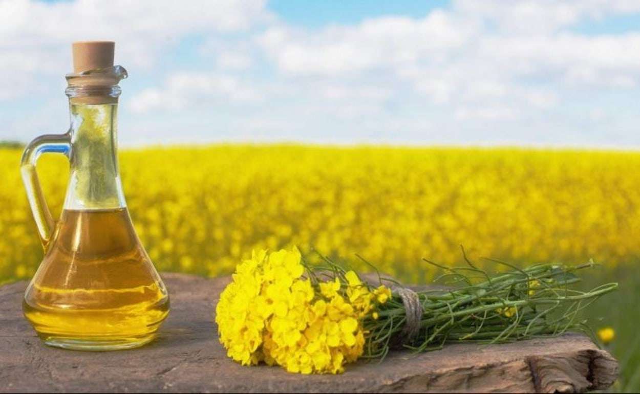 Украина вернула себе лидерство в поставках рапсового масла в ЕС - agroexpert.md