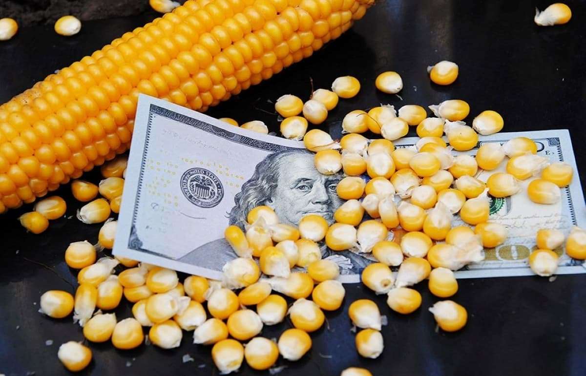 Цены на кукурузу за день упали на 5–8$/т. Брокер: Это временное снижение - agroexpert.md