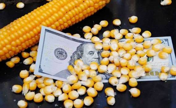 Цены на кукурузу за день упали на 5–8$/т. Брокер: Это временное снижение - agroexpert.md
