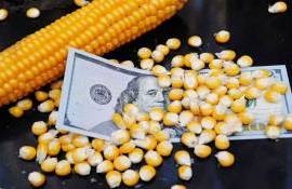 Цены на кукурузу за день упали на 5–8$/т. Брокер: Это временное снижение - agroexpert.md