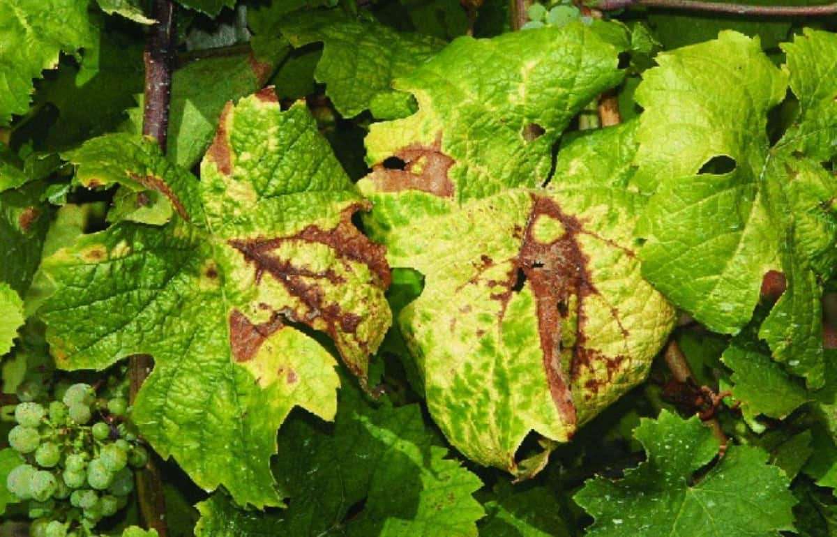Болезнь винограда из Венгрии может угрожать украинским виноградникам - agroexpert.md