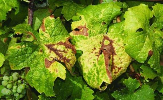 Болезнь винограда из Венгрии может угрожать украинским виноградникам - agroexpert.md