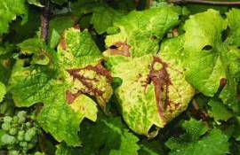Болезнь винограда из Венгрии может угрожать украинским виноградникам - agroexpert.md