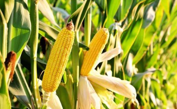 Из-за засухи производство кукурузы в Венгрии находится на перепутье - agroexpert.md