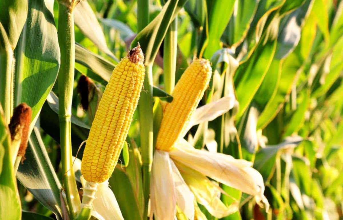 Из-за засухи производство кукурузы в Венгрии находится на перепутье - agroexpert.md