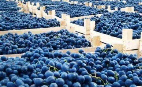 Молдавский виноград диктует цены в украинских супермаркетах - agroexpert.md