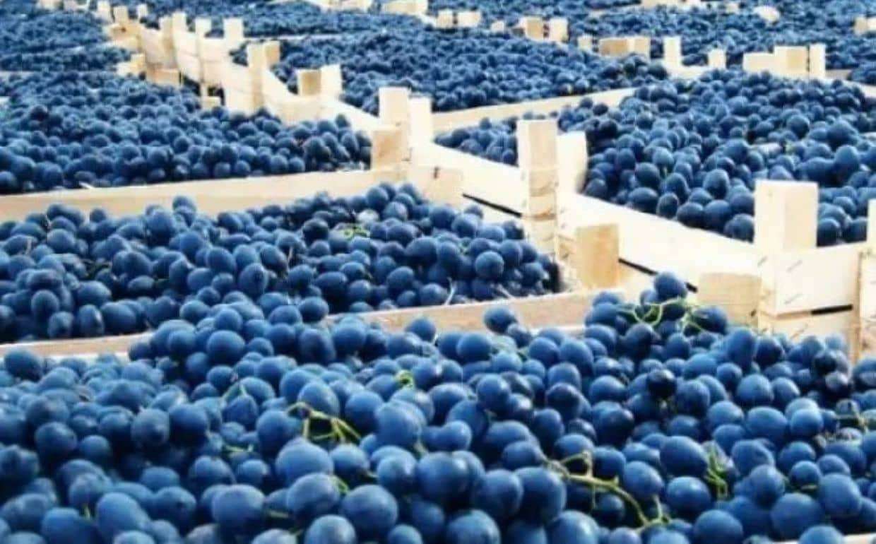 Молдавский виноград диктует цены в украинских супермаркетах - agroexpert.md
