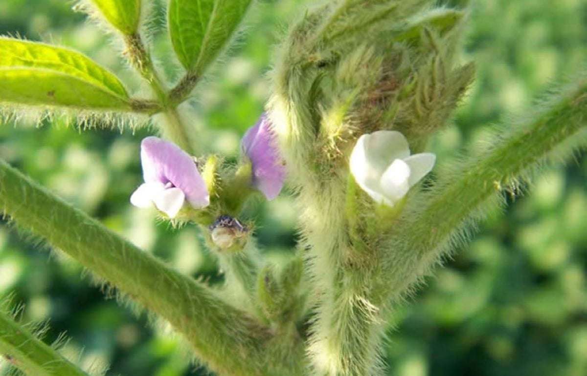 Опылители повышают урожайность сои на 13% – исследование BASF - agroexpert.md